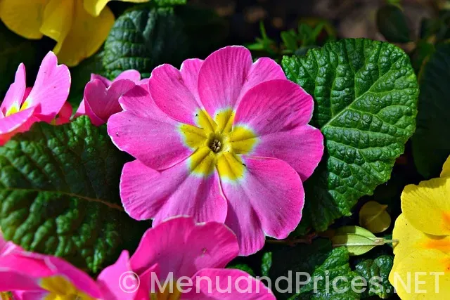 Ocean prime tampa menu