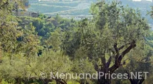 Olive garden lunch menu with prices 2024