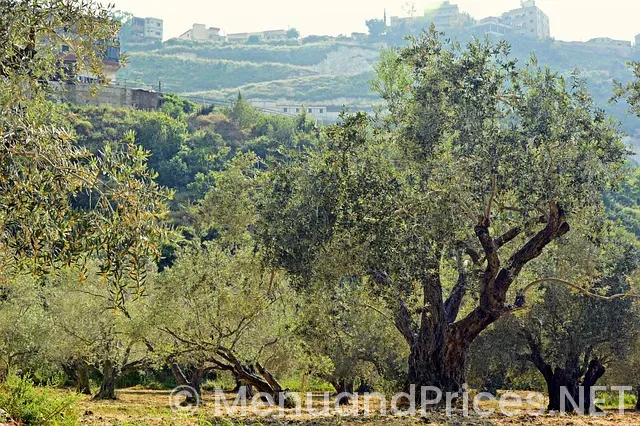 Olive garden lunch menu with prices 2024