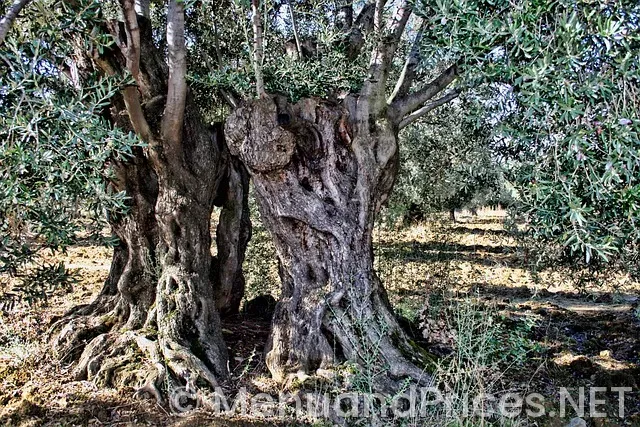 Olive garden lunch menu with prices 2024