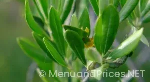 Olive garden menu lunch