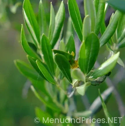 Olive garden menu lunch