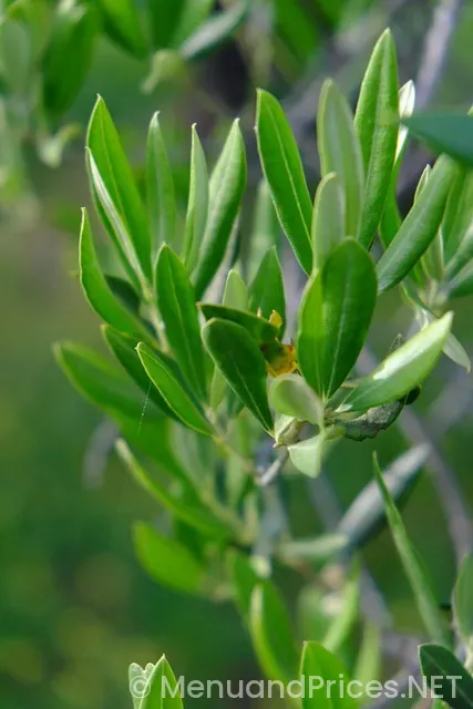 Olive garden menu lunch