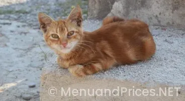 What time do cracker barrel stop serving breakfast