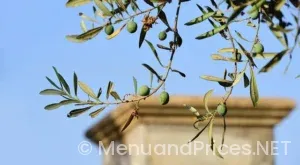 What time olive garden lunch