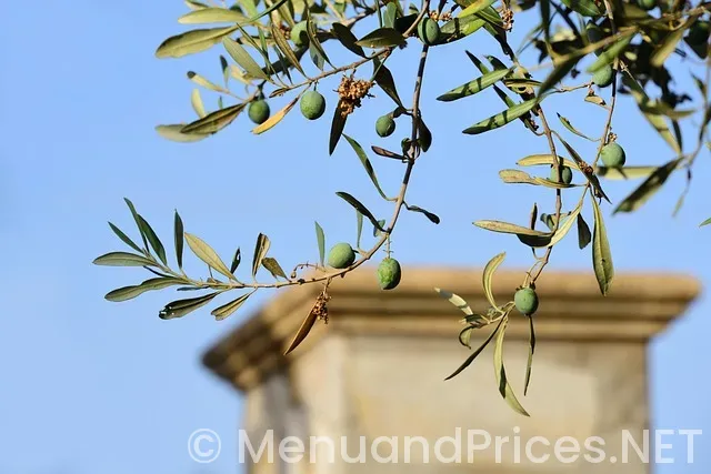 What time olive garden lunch