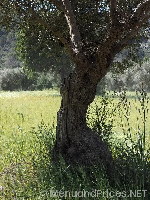 What time olive garden lunch