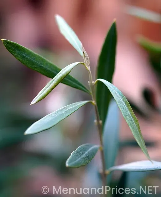 What time olive garden lunch