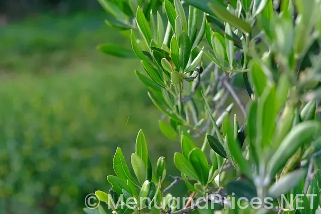 What time olive garden lunch