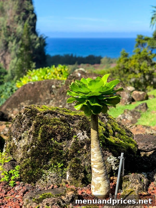 Kauai Through Toddler Eyes 29 Limahuli Garden plants 1