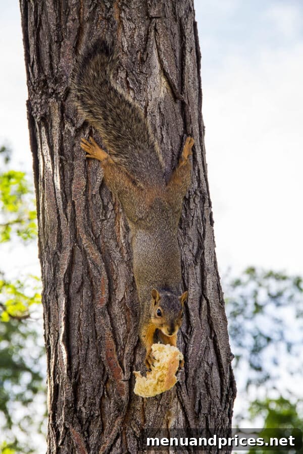 Summer Adventures From Japan to the American West 15 A cute, fluffy squirrel looking directly at the camera with an inquisitive expression, appearing to be very hungry ~Sweet and Savory by Shinee