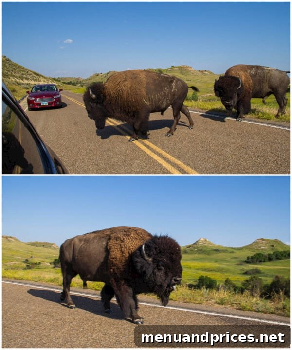 Summer Adventures From Japan to the American West 9 A herd of wild buffalo grazing in the vast grasslands of Theodore Roosevelt National Park, North Dakota, under a clear sky ~Sweet and Savory by Shinee