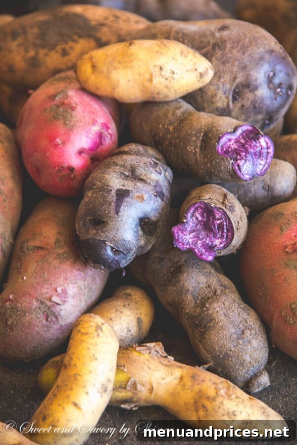 Ultra-Crisp Oven Potato Chips 3 A bountiful harvest of various potato types including purple, red, and yellow varieties, freshly dug from the garden.