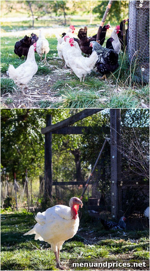 A bustling flock of chickens and majestic turkeys coexisting on the North Dakota ranch, providing fresh eggs and a glimpse of Thanksgiving.