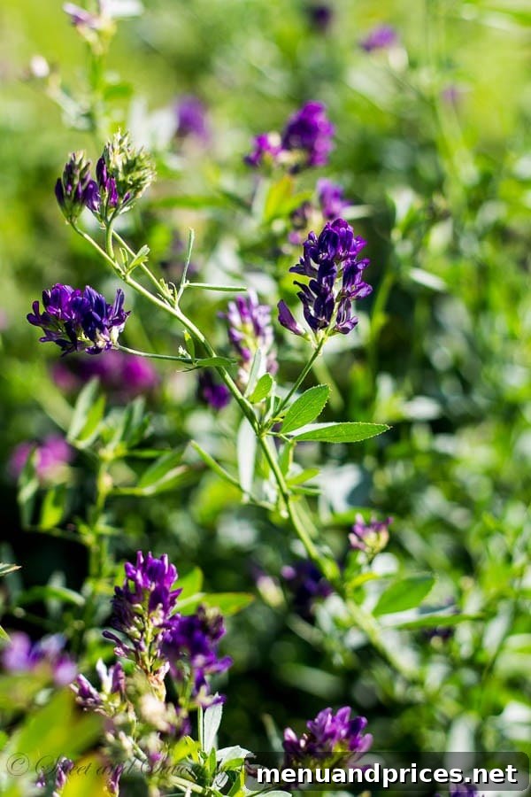 Vibrant purple alfalfa flowers blooming in a North Dakota ranch field, essential for winter cattle feed.