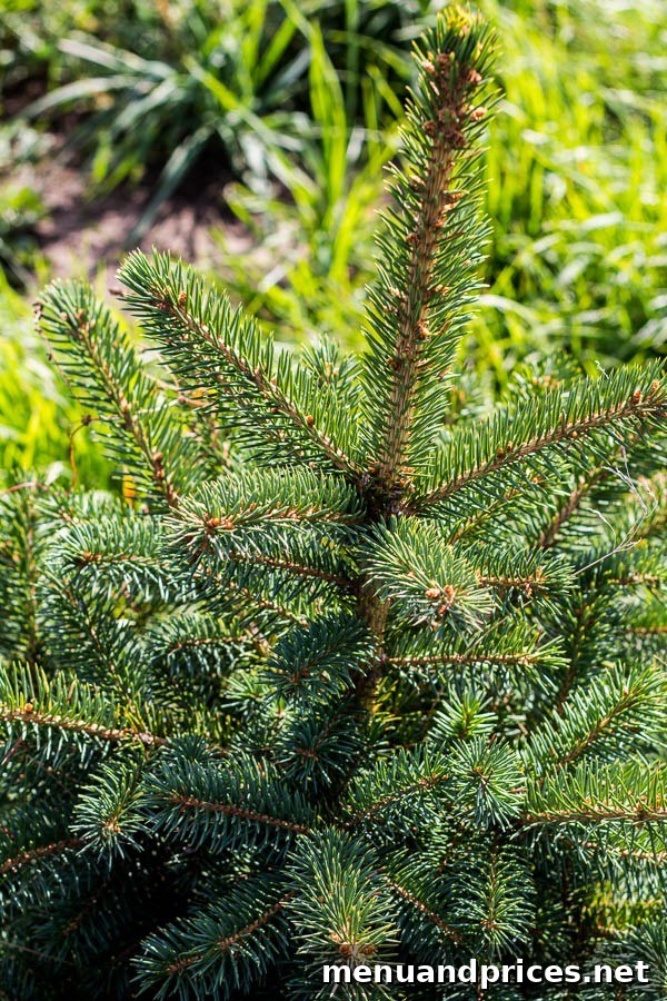 Young evergreen trees, planted five to six years ago, thriving on a North Dakota ranch, providing shelter and beauty.