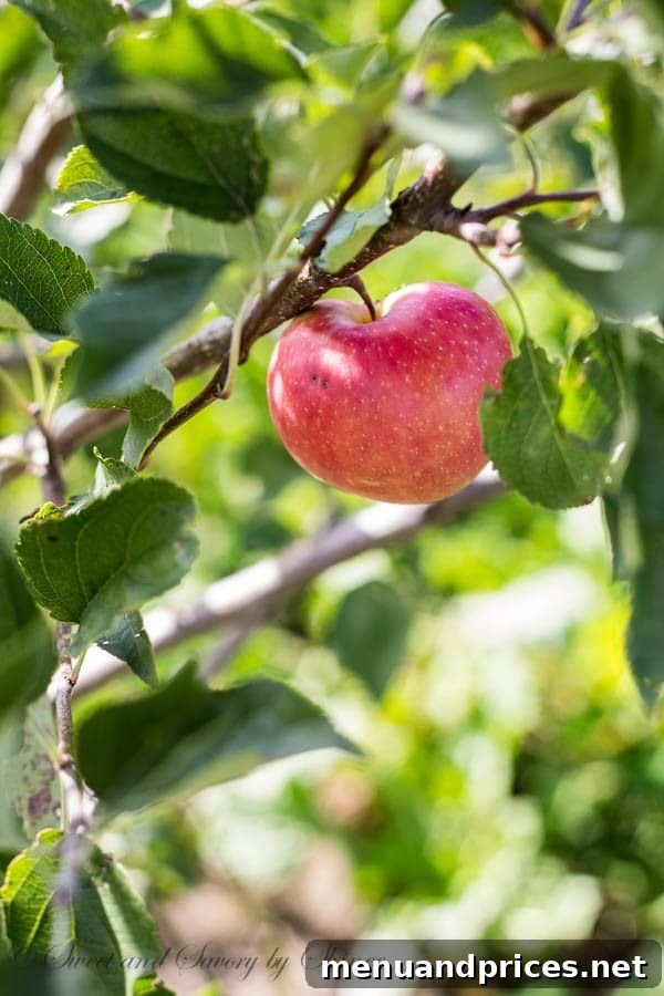 A vibrant apple tree bearing fruit on a North Dakota ranch, signifying the joy of homegrown produce.