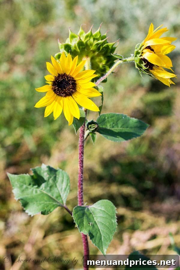 A field of towering sunflowers, a favorite flower, lovingly planted by Garrat on the North Dakota ranch.