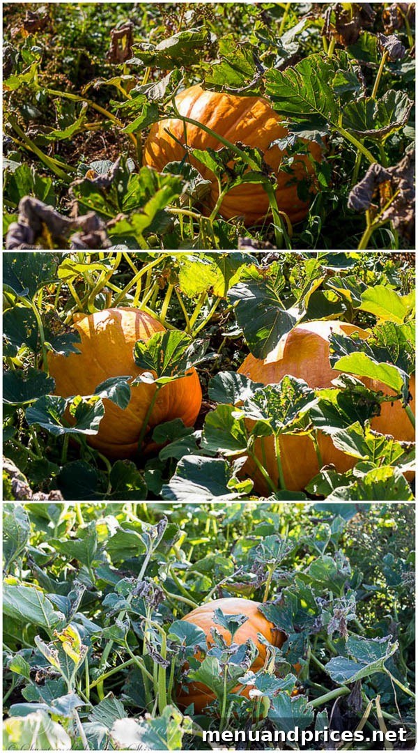 A sprawling pumpkin patch on the ranch, featuring ginormous pumpkins grown by Garrat, signaling the autumn harvest.