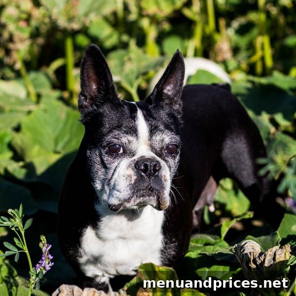 Harriet, a sweet and smart Boston Terrier, posing during an afternoon walk on the North Dakota ranch.