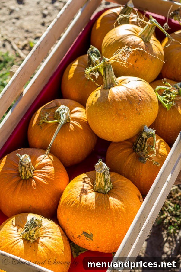 A beautiful display of sugar pumpkins harvested from the ranch, signaling the start of the autumn baking season.