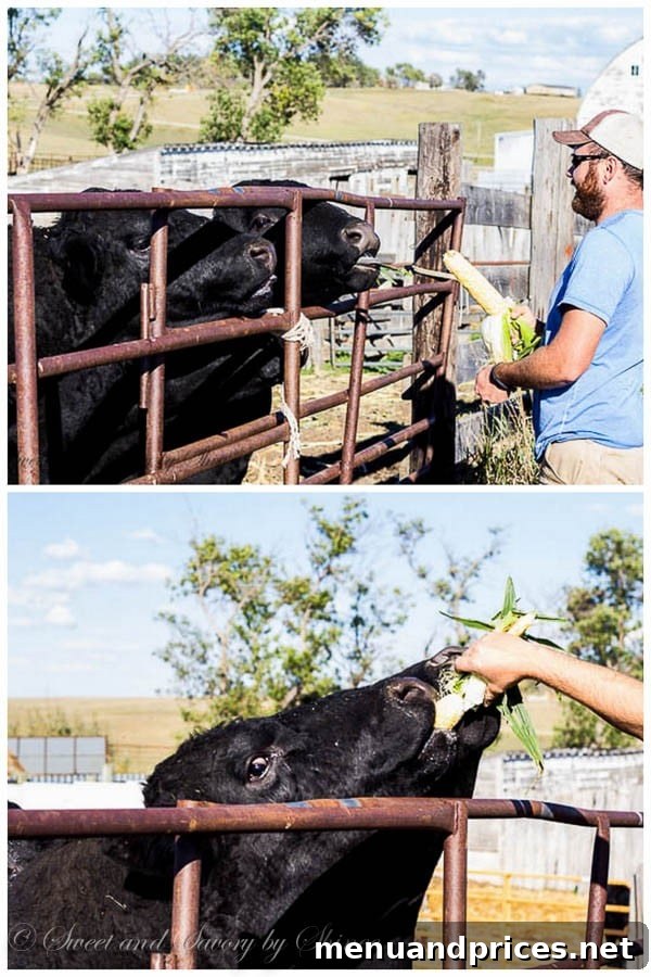 Garrat, the rancher, gently hand-feeding corn on the cob to his contented cattle on the North Dakota ranch.